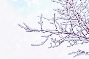 bosque de invierno congelado con árboles cubiertos de nieve. foto