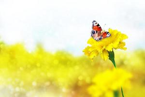 caléndula colorida en el fondo del paisaje de verano. mariposa en una flor foto