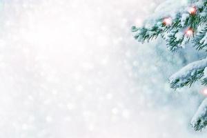 Frozen winter forest with snow covered trees. photo