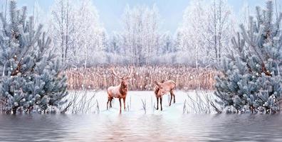 bosque en la escarcha. paisaje de invierno árboles cubiertos de nieve. ciervo foto