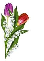 spring flowers tulips isolated on white background photo