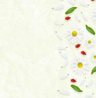 margaritas flor de verano. manzanillas blancas. composición. cuadro foto