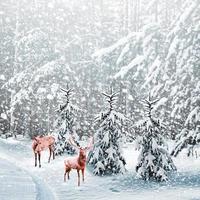 bosque en la escarcha. paisaje de invierno árboles cubiertos de nieve foto