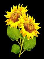 beautiful sunflower isolated on a black background photo