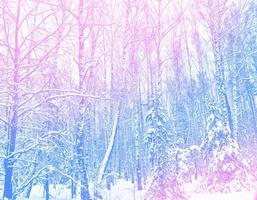 Frozen winter forest with snow covered trees. photo