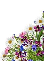 Flowers cornflowers isolated on white background photo