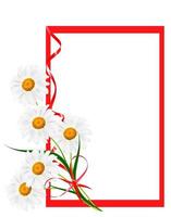 daisies summer white flower isolated on white background. Holiday card photo