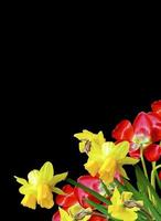 spring flowers tulips isolated on black  background photo