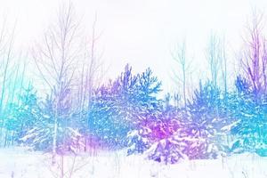 forest in the frost. Winter landscape. Snow covered trees. photo