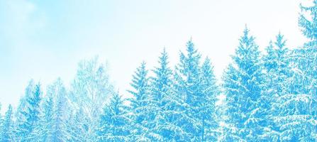 bosque de invierno congelado con árboles cubiertos de nieve. foto