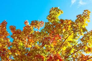 autumn landscape with bright colorful foliage. Indian summer. photo