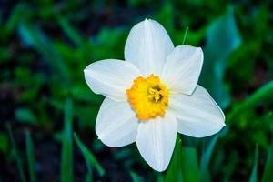 Spring flowers of daffodils. photo