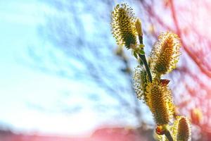 Blossoming branch of a willow on a background summer landscape. photo