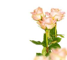 Five roses on a white background. floral background photo