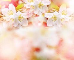 White jasmine. The branch delicate spring flowers photo