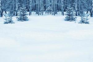 Frozen winter forest with snow covered trees. photo