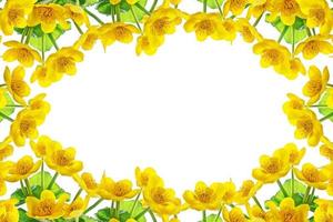 Bright yellow spring flowers on a white background. photo