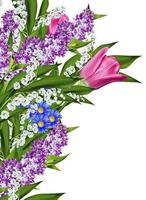 spring flowers tulips isolated on white background photo