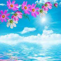 Cosmos flowers on a background of blue sky with clouds photo