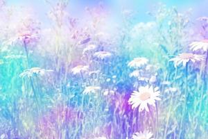 Wildflowers daisies. Summer landscape. white chamomile flowers photo