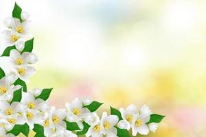 White jasmine The branch delicate spring flowers photo