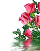 Red roses on white background photo