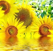 hermoso campo de girasoles en verano foto