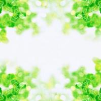 Green clover leaves on a background summer landscape photo