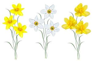 spring flowers narcissus isolated on white background photo