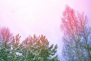 Frozen winter forest with snow covered trees. photo