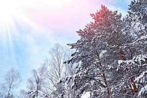 forest in the frost. Winter landscape. Snow covered trees. photo