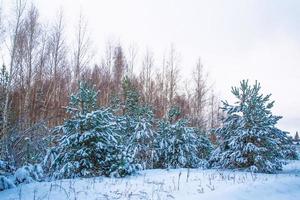 bosque de invierno congelado con árboles cubiertos de nieve. foto