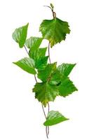 green and young birch catkins isolated on white background photo