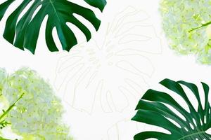 Floral background of green leaves of monsters and ferns photo