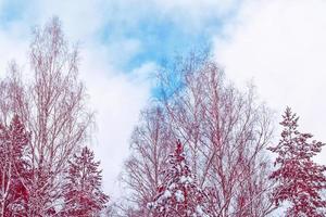 Frozen winter forest with snow covered trees. photo