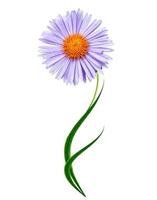 daisies summer white flower isolated on white background photo