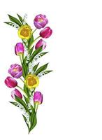 spring flowers tulips isolated on white background photo