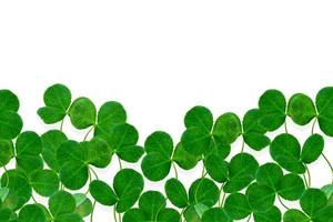 leaf clover on white background photo