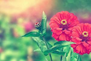 Colorful zinnia flowers on a background of the autumn landscape photo