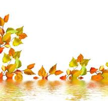 autumn leaves isolated on white background. photo