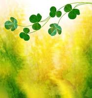 Green clover leaves on a background summer landscape photo