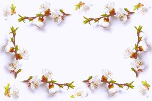 Flowering branch of apple isolated on a white background. Spring photo