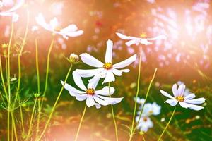 Colorful cosmos flowers on a background of summer landscape. photo