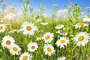 Wildflowers daisies. Nature. photo