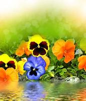 . Beautiful flowers of pansies on a background of spring park. photo