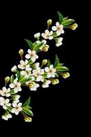 Flowering branch of apple isolated on a black background. Spring photo