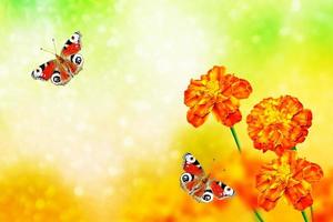 Colorful  marigold on the background of the summer landscape. butterfly on a flower photo