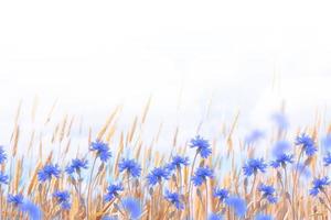 Field cornflower blue flowers against the background of the summer landscape. photo