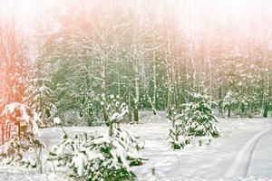 bosque en la escarcha. paisaje de invierno árboles cubiertos de nieve. foto