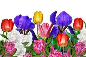 pink yellow tulips and blue irises photo